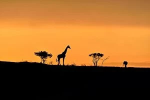 Images Dated 23rd April 2016: Trees, giraffe and male photographer silhouette on a hill at sunrise