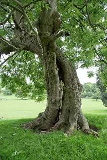 Bent Prints: Two trees intertwined