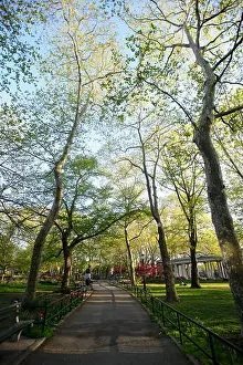 Budding Prints: Trees line the path in Monsignor McGolrick Park in Brooklyn, New York City, May 2013