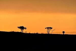 Images Dated 23rd April 2016: Trees and male photographer silhouette on a hill at sunrise