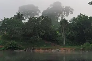 Dense Forest Prints: Trees and misty forest near Kumalu village