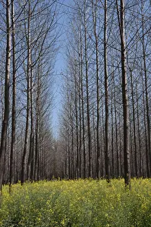 Punjab Prints: trees in Mustard crop field, Patiala, Punjab, India, Asia