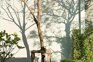 Contrasts Prints: Trees shadow background on the wall or Nature background