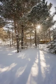 Trees in snow covered landscape, sunlight shining through trees, Ontario, Canada ontario canada winter cold 2017 snow