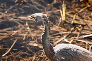 North American Bird Prints: Tri colored heron at Orlando Wetlands