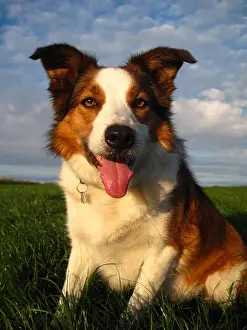 Border Collie Prints: Tri colour Border Collie sat on the grass