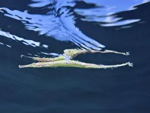 Water Movement Prints: Triangular Alligator pipefish (Alligator pipefish) underwater with wave reflection in blue environment