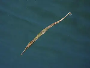 Pipefish Prints: Triangular pipefish (Alligator pipefish) pictured in green water