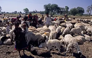 Herbivores Prints: Tribes of India: Nomadic Gujjar Tribe Madhya Pradesh- Attending Sheep and Camel