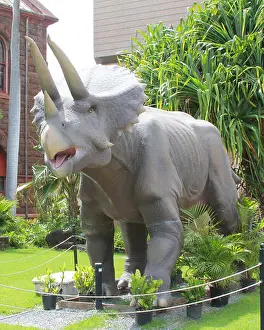 Dinosaur Prints: A triceratops statue from the Bernice Pauhai Bishop Museum in Honolulu, Hawaii