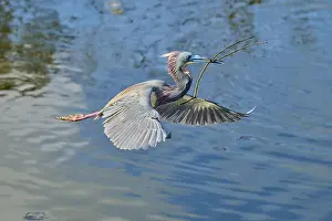 Boughes Prints: Tricolored Heron (Egretta tricolor)