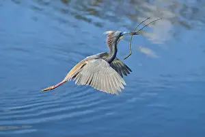Natural Environments Prints: Tricolored Heron (Egretta tricolor)
