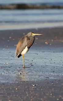 East End Prints: The tricolored heron (Egretta tricolor) on the beach. Galveston, Texas, USA