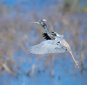Egretta Prints: Tricolored heron (Egretta tricolor) in breeding plumage flying over lake