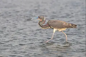 East End Prints: The tricolored heron (Egretta tricolor) fishing in the Galveston Bay