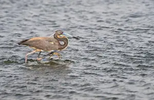 East End Prints: The tricolored heron (Egretta tricolor) fishing in the Galveston Bay
