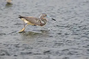 East End Prints: The tricolored heron (Egretta tricolor) in flight, Galveston, Texas, USA