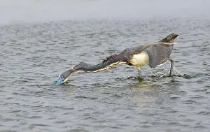 Egret Prints: Tricolored heron (Egretta tricolor) hunting in shallow water along the ocean coast