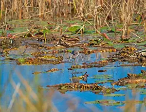 Poised Prints: A Tricolored Heron Getting Ready to Strike in the St Marks National Wildlife Refuge in Florida
