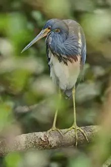 Different Coloured Prints: Tricoloured Heron (Egretta tricolor)
