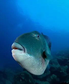 Immersion Prints: A triggerfish looks defiantly at us from its home on the rocky bottom of the sea
