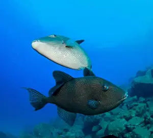 Immersion Prints: Two triggerfish play with each other around us at the bottom of the sea