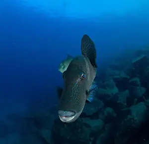 Immersion Prints: A triggerfish swims in the middle of the water with the reef in the background