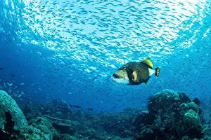 Raja Ampat Prints: A triggerfish swims with a school of small fish, Raja Ampat, Indonesia