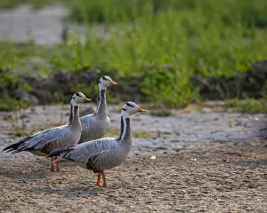 Headed Prints: A Trio of Bar Headed Goose in field