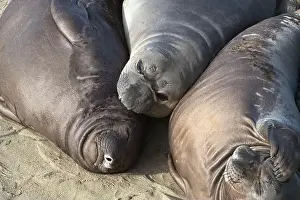 Flipper Prints: Trio of young Elephant Seal pups lounge together at Piedras Blancas