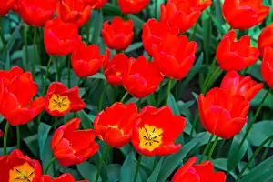 Tulip Prints: Triumph Tulip Vesna, Keukenhof Flower Gardens, Lisse, Netherlands