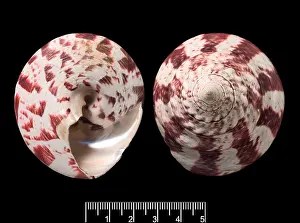 Herbivorous Prints: Trochus niloticus, top shell