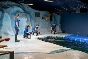 Nordic Countries Prints: Tromso, Norway - 07.04.2024: Seal show in Polaria aquarium in Tromso, Norway