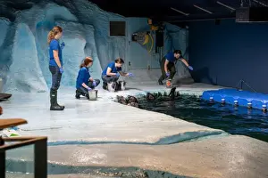Nordic Countries Prints: Tromso, Norway - 07.04.2024: Seal show in Polaria aquarium in Tromso, Norway