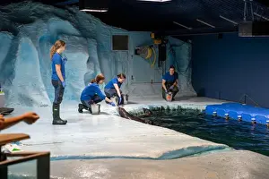 Nordic Countries Prints: Tromso, Norway - 07.04.2024: Seal show in Polaria aquarium in Tromso, Norway
