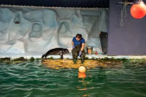 Nordic Countries Prints: Tromso, Norway - 07.04.2024: Seal show in Polaria aquarium in Tromso, Norway