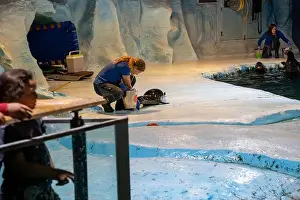 Nordic Countries Prints: Tromso, Norway - 07.04.2024: Seal show in Polaria aquarium in Tromso, Norway