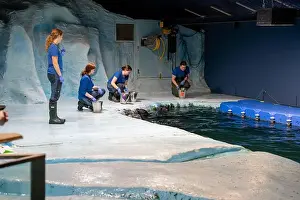 Nordic Countries Prints: Tromso, Norway - 07.04.2024: Seal show in Polaria aquarium in Tromso, Norway