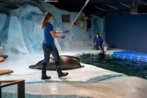 Nordic Countries Prints: Tromso, Norway - 07.04.2024: Seal show in Polaria aquarium in Tromso, Norway