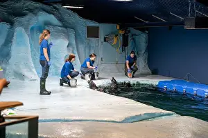 Nordic Countries Prints: Tromso, Norway - 07.04.2024: Seal show in Polaria aquarium in Tromso, Norway