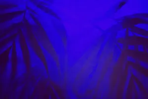 Tropical background with palm leaves shadows in ultraviolet light