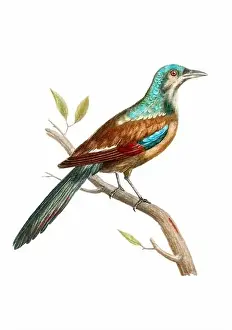 Tiny Bird Prints: Tropical Bird. Vintage inspired bird art