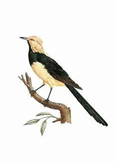Tiny Bird Prints: Tropical Bird. Vintage inspired bird art