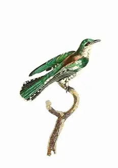 Tiny Bird Prints: Tropical Bird. Vintage inspired bird art