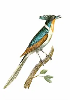 Tiny Bird Prints: Tropical Bird. Vintage inspired bird art