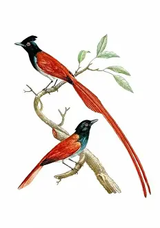 Tiny Bird Prints: Tropical Birds. Vintage inspired bird art
