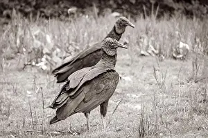 Mangrove Prints: Tropical Black Vultures on Mangrove Pouso Beach Ilha Grande Brazil