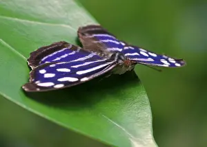 New World Prints: Tropical Blue Wave Butterfly (Myscelia cyaniris) a