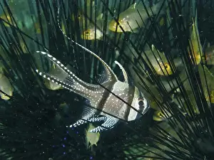 Dive Site Prints: Tropical cardinalfish, Banggai cardinalfish (Pterapogon kauderni)
