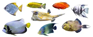 Triggerfish Prints: Tropical colorful fishes collection isolated on white background